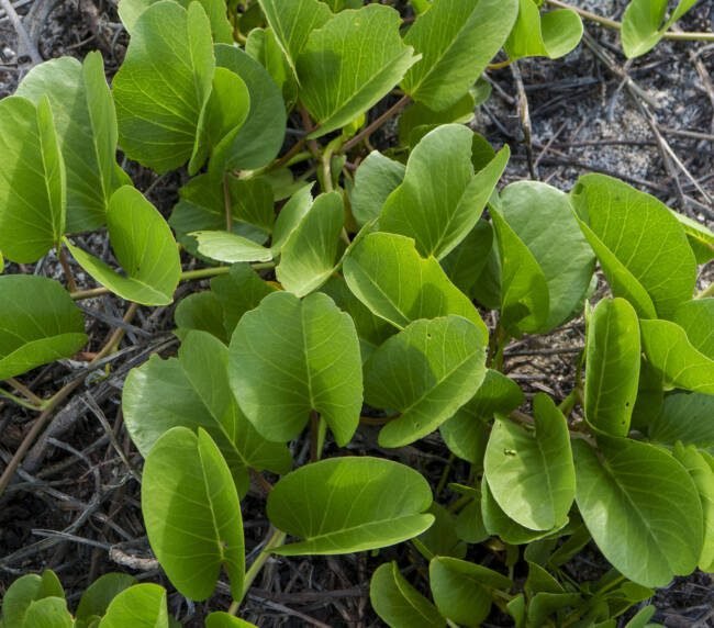 Bejuco de Playa (Ipomoea pes-caprae) en Galápagos