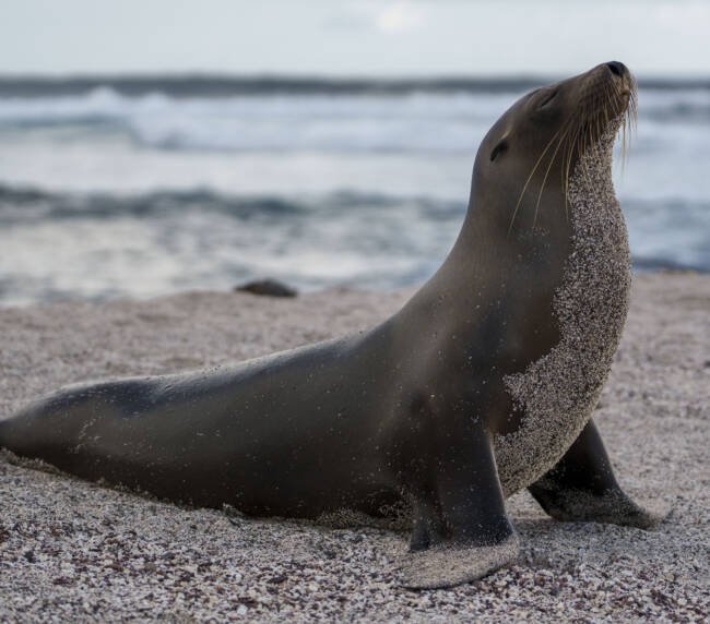 Lobo Marino (Zalophus wollebaeki) en Galápagos