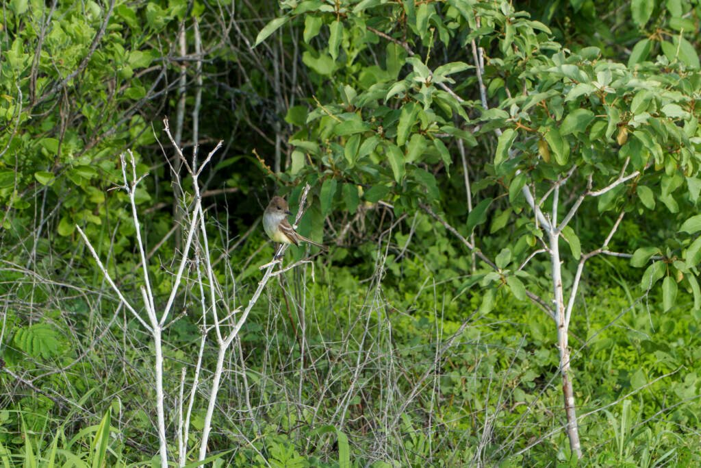 Galapagos Flycatcher