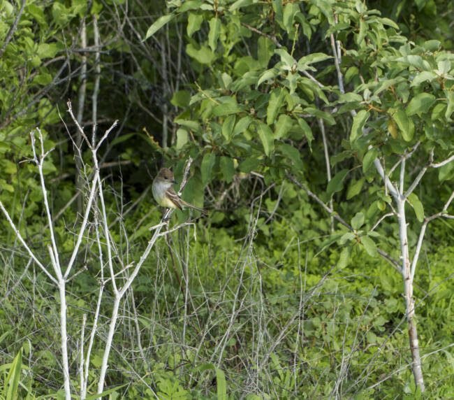 Papamoscas (Myiarchus magnirostris) en Galápagos