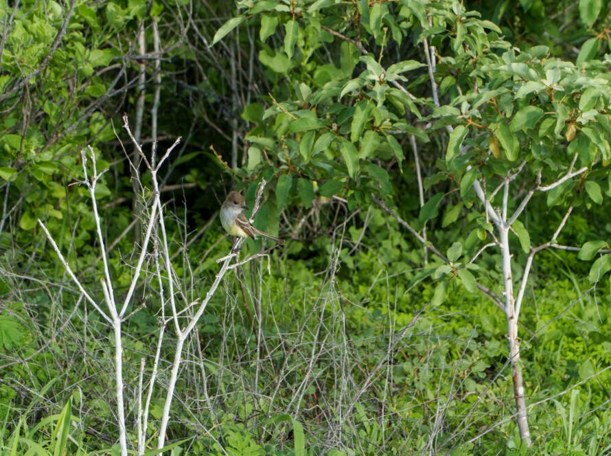 Galapagos Flycatcher