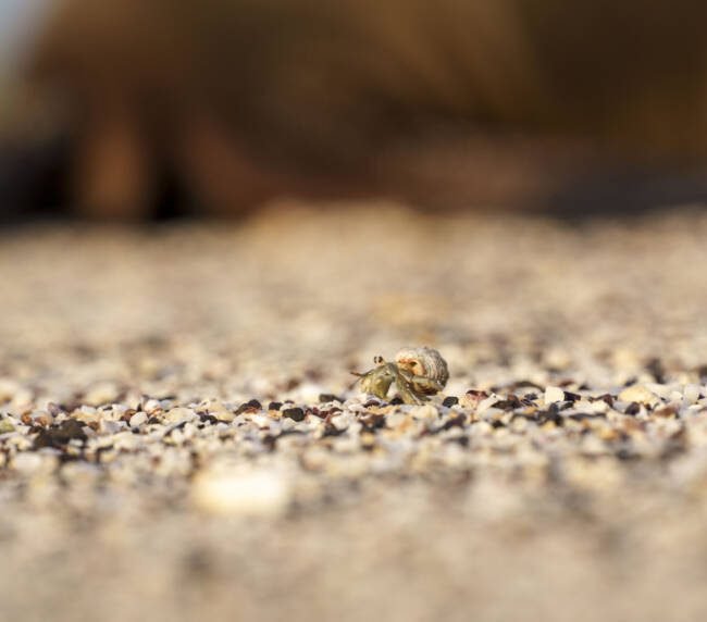 Ermitaño (Coenobita compressus) en Galápagos