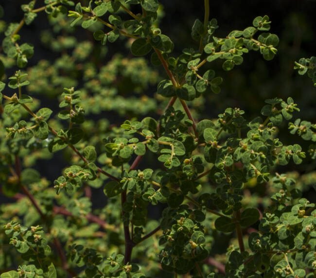 Hierba de la Golondrina (Euphorbia serpens) en Galápagos