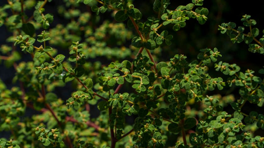 Hierba de la golondrina
