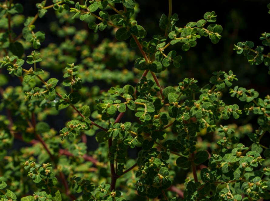Hierba de la golondrina