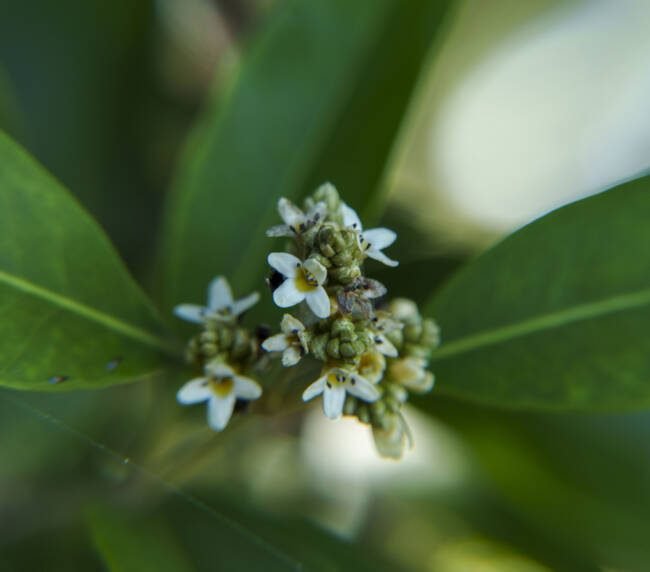 Mangle Negro (Avicennia germinans) en Galápagos