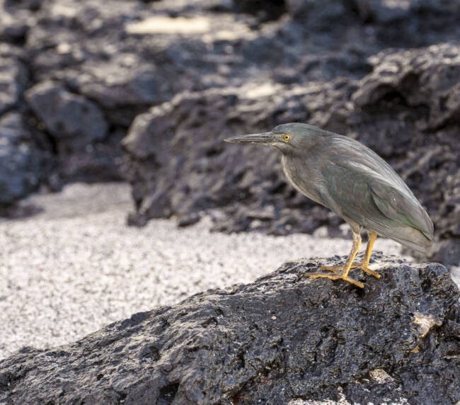 Garza de lava (Butorides sundevalli) en Galápagos