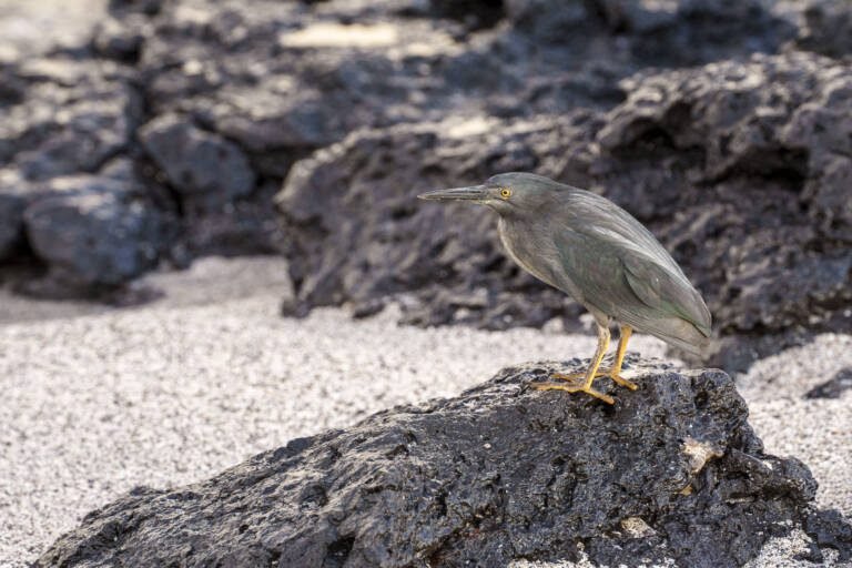 Garza de lava (Butorides sundevalli) en Galápagos
