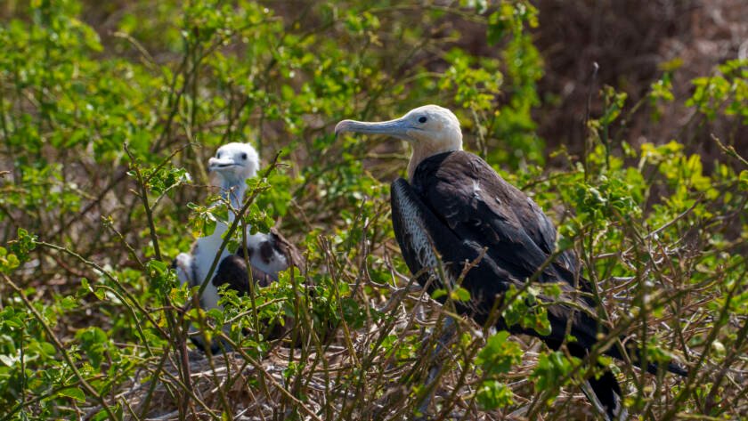 Magnificent frigatebird