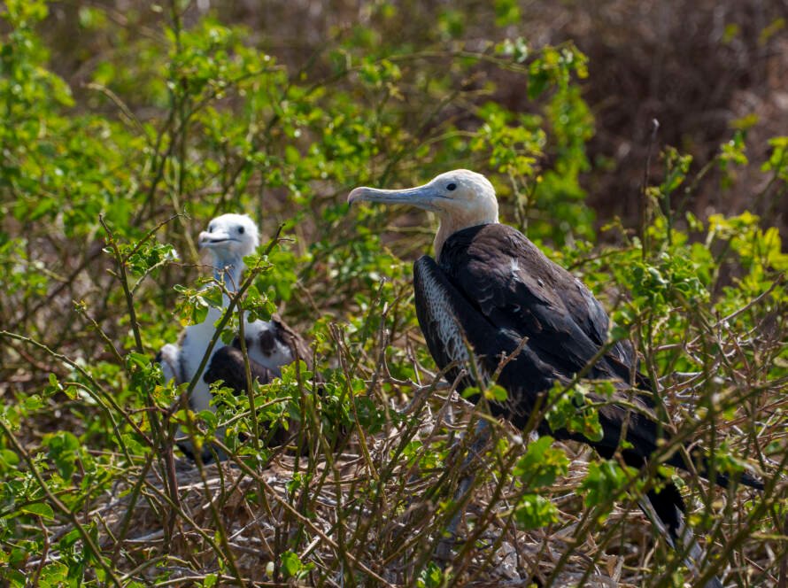 Magnificent frigatebird