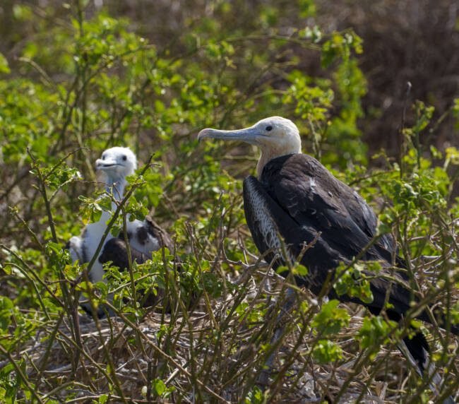 Fragata magnífica (Fregata magnificens) en Galápagos