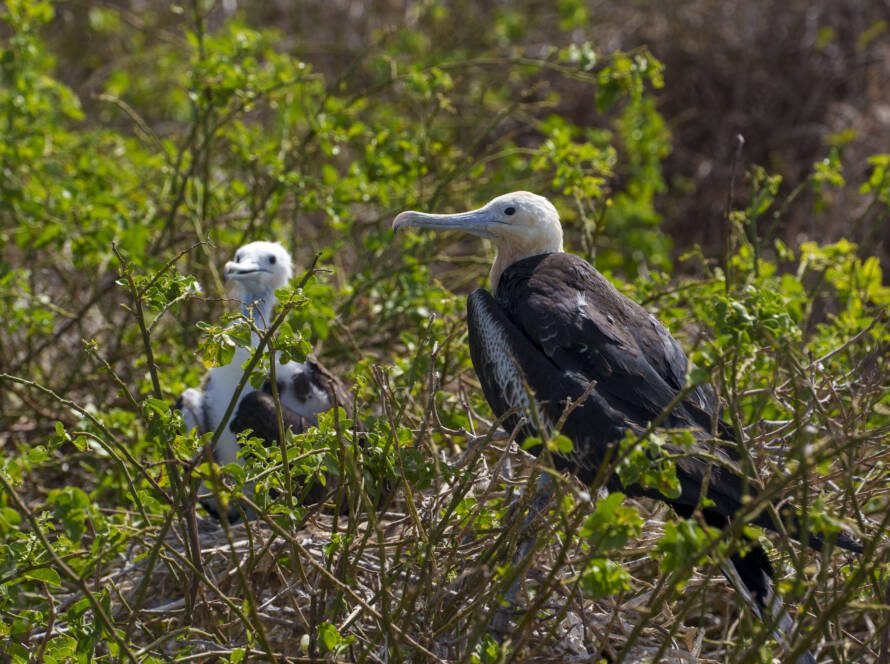 Fragata magnífica (Fregata magnificens) en Galápagos