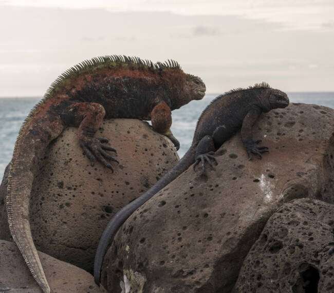 Iguana marina (Amblyrhynchus cristatus) en Galápagos