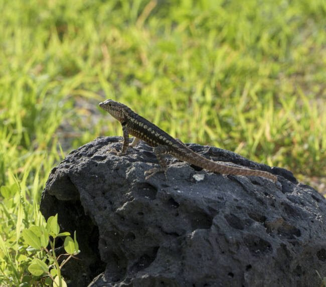 Lagartija de Lava (Microlophus spp) en Galápagos