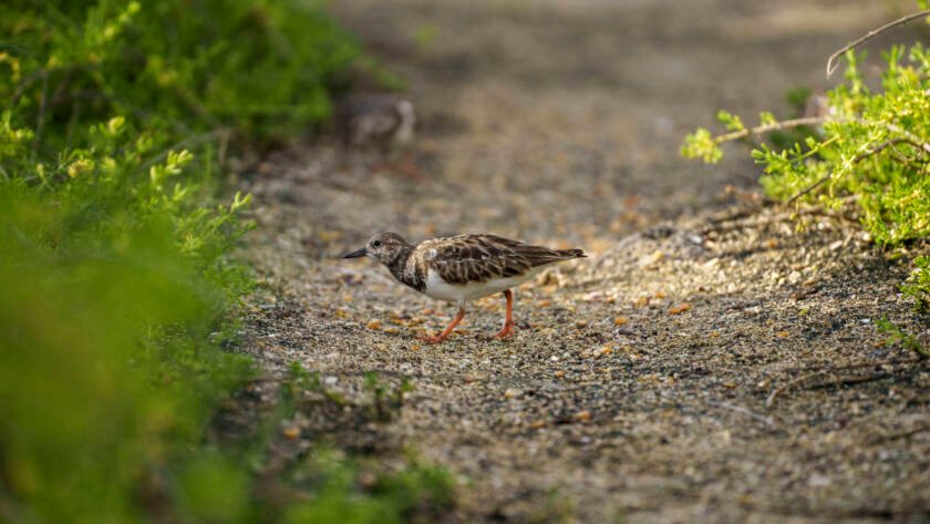 Ruddy Turnstone