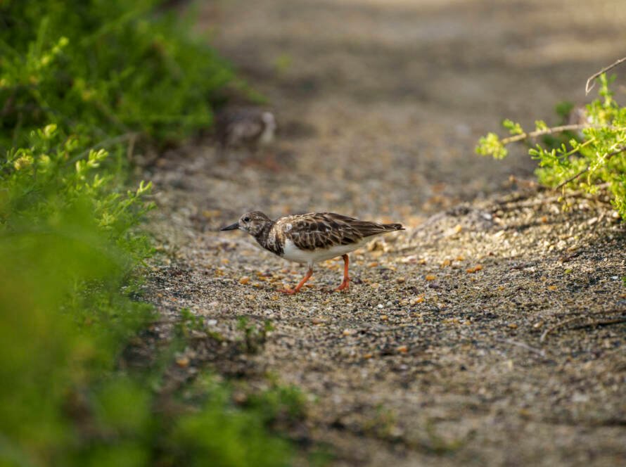 Ruddy Turnstone