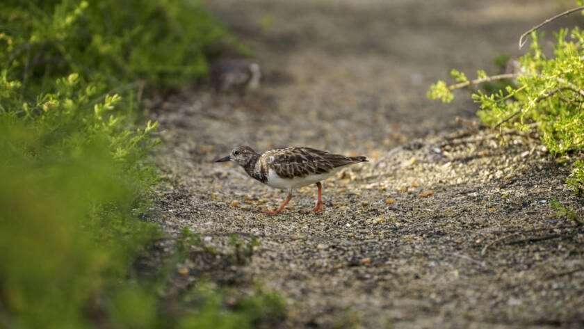 Vuelve piedras (Arenaria interpres) en Galápagos