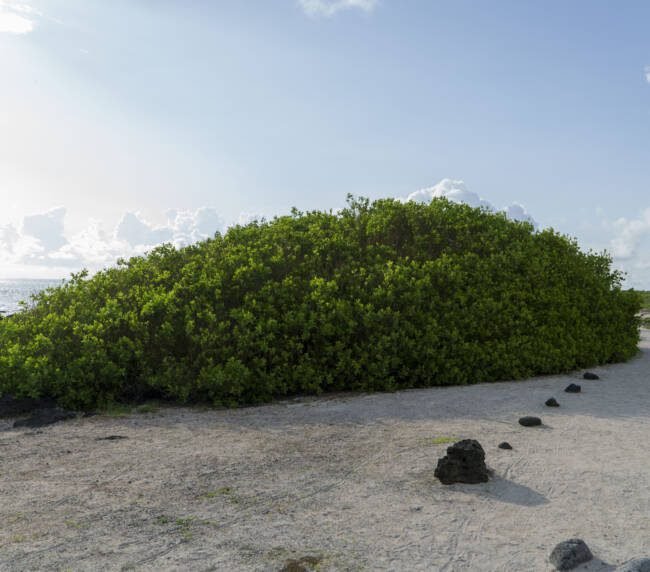 Mangle Blanco (Laguncularia racemosa) en Galápagos