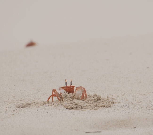 Cangrejo Fantasma (Ocypode gaudichaudii) en Galápagos