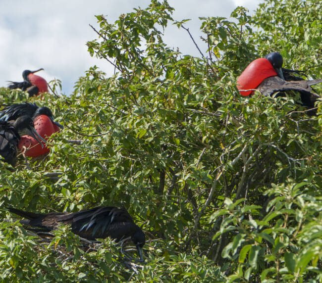 Fragata (Fregata magnificens) en Galápagos