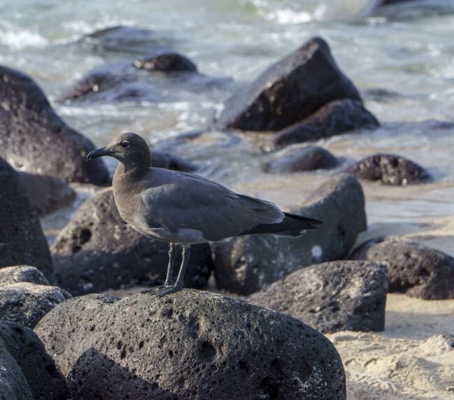 Gaviota de Lava (Leucophaeus fuliginosus) en Galápagos