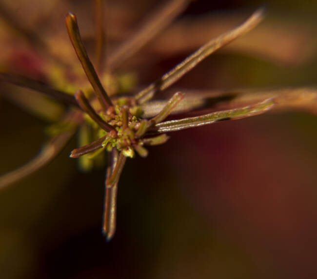 Palo Café (Euphorbia Viminea) en Galápagos