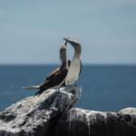Piquero patas azules (Sula nebouxii) en Galápagos