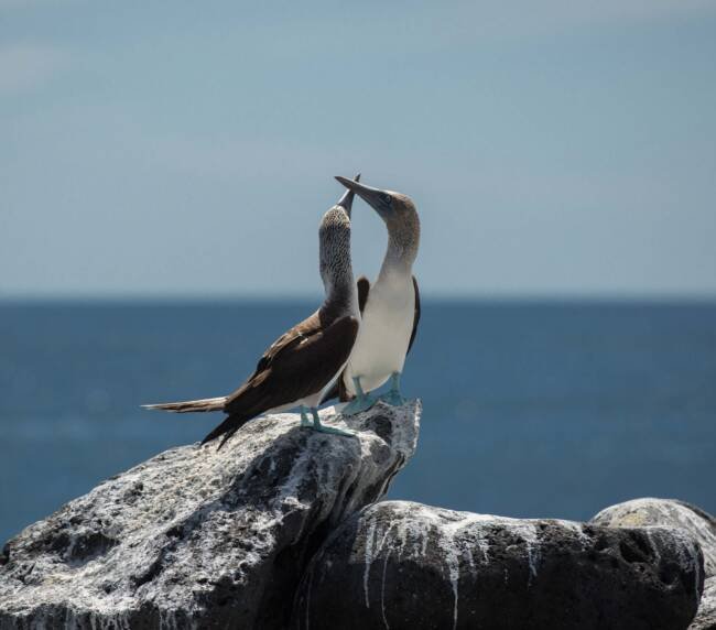 Piquero patas azules (Sula nebouxii) en Galápagos