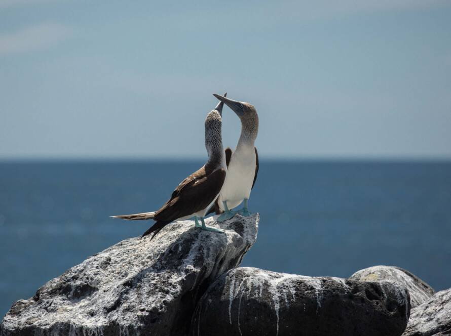 piquero patas azules