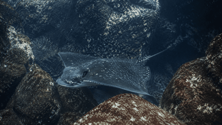 Raya Águila (Aetobatus ocellatus) en Galápagos