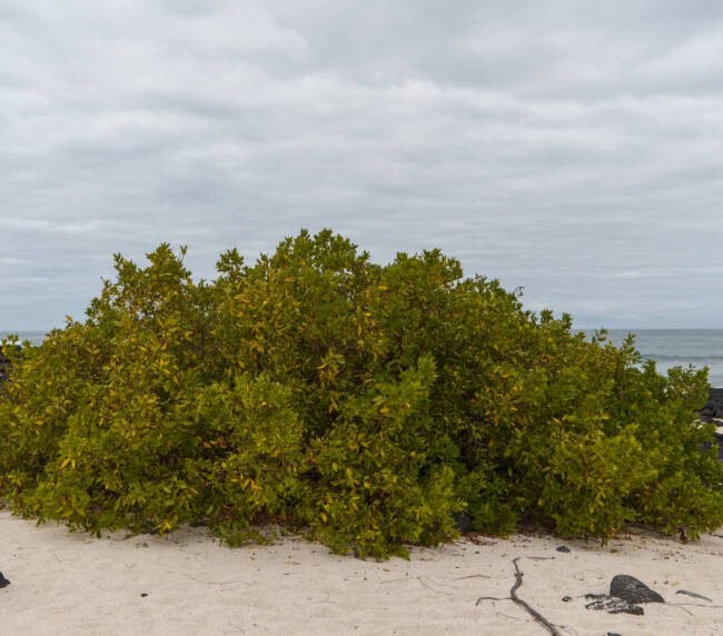 Naupaka (Scaevola taccada) en Galápagos