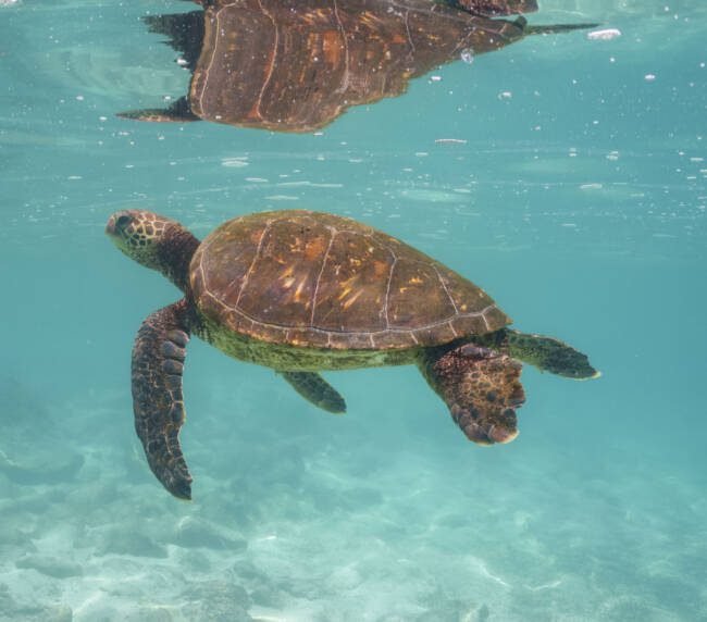 Tortuga verde (Chelonia mydas) en Galápagos