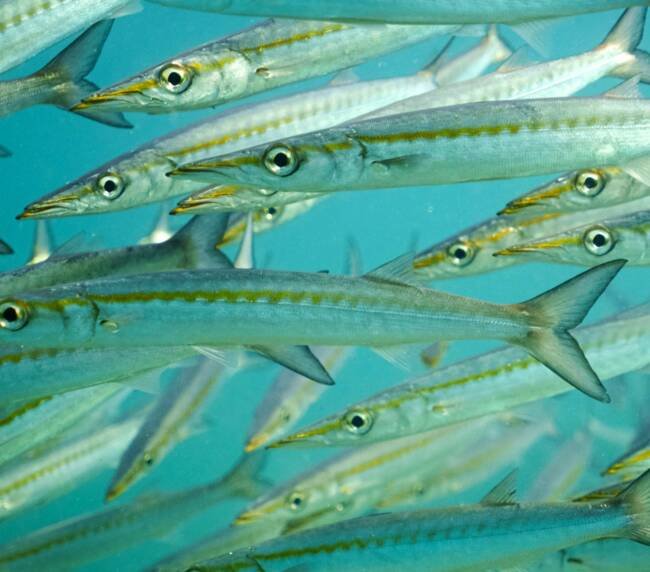 Barracuda Pelícano (Sphyraena idiastes) en Galápagos