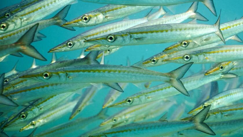 barracuda pelicano