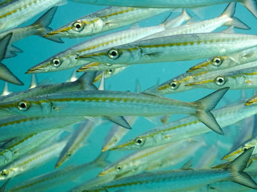 barracuda pelicano
