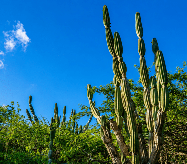 Cactus Candelabro (Jasminocereus thouarsii) en Galápagos