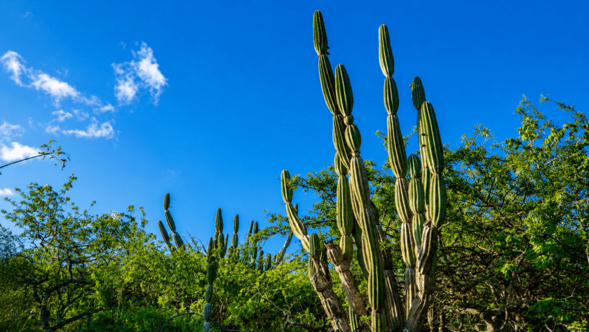 cactus candelabro