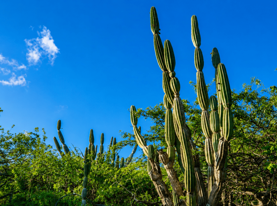cactus candelabro