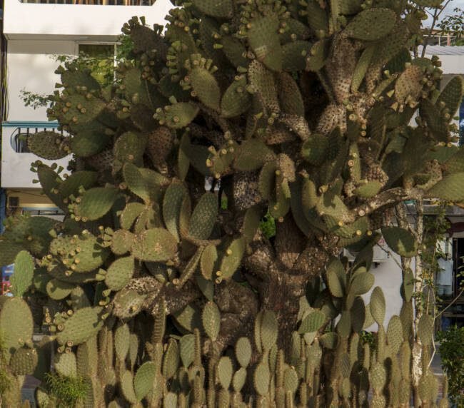 Cactus Opuntia (Opuntia megasperma) en San Cristóbal, Galápagos