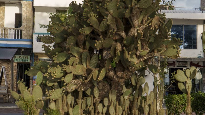 cactus opuntia de galapagos