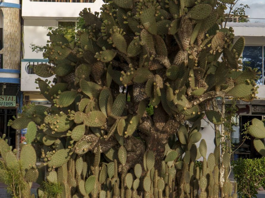 cactus opuntia de galapagos