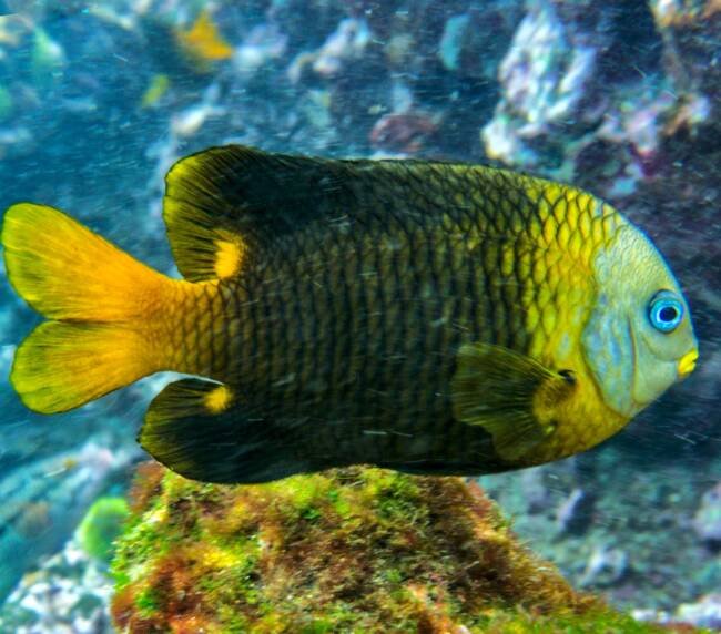 Castañeta Coliamarilla (Stegastes arcifrons) en Galápagos