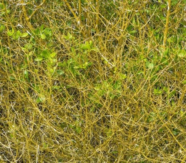 Chala (Croton scouleri) en Galápagos