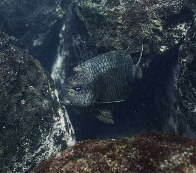 Damisela Gigante (Microspathodon dorsalis) en Galápagos