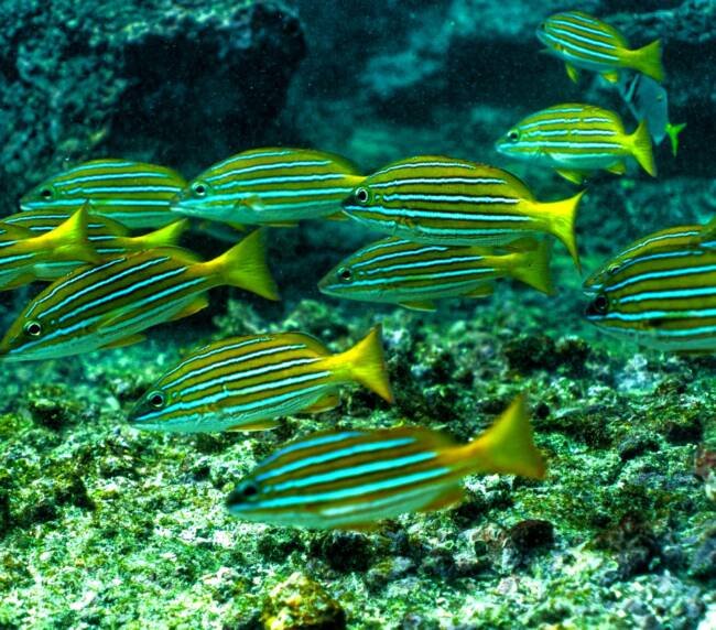 Pargo Azul-dorado (Lutjanus viridis) en Galápagos