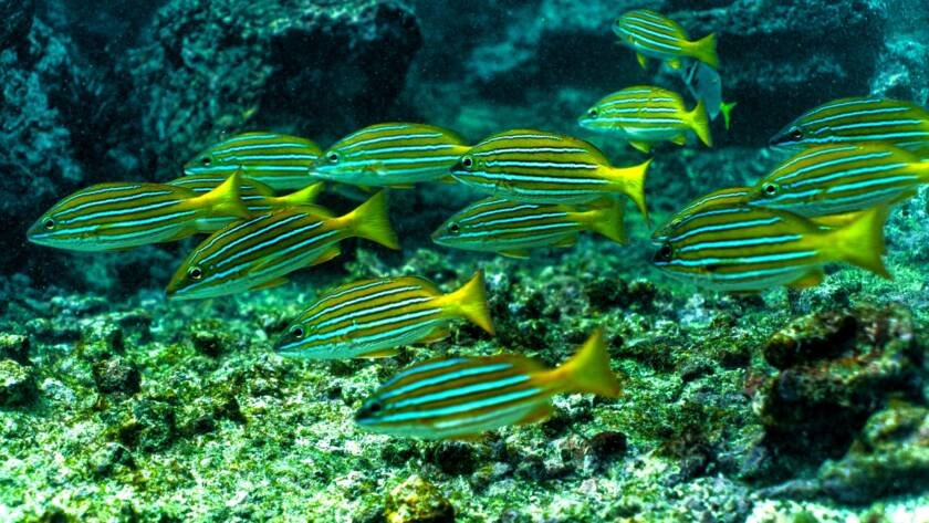 pargo azul dorado