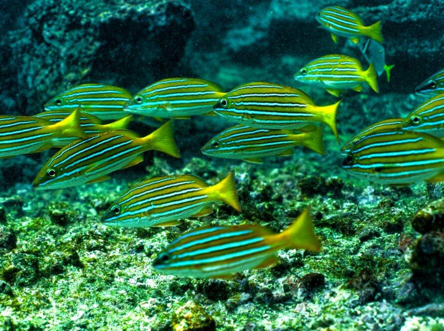 pargo azul dorado