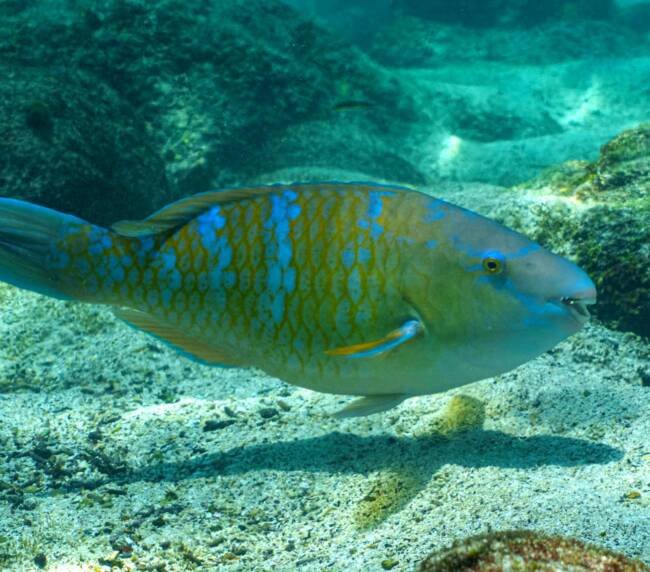 Pez Loro de Barra Azul (Scarus ghobban) en Galápagos