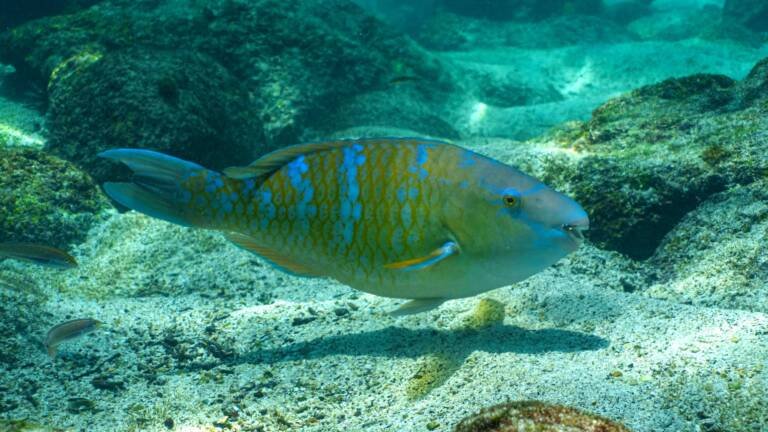 pez loro de barra azul