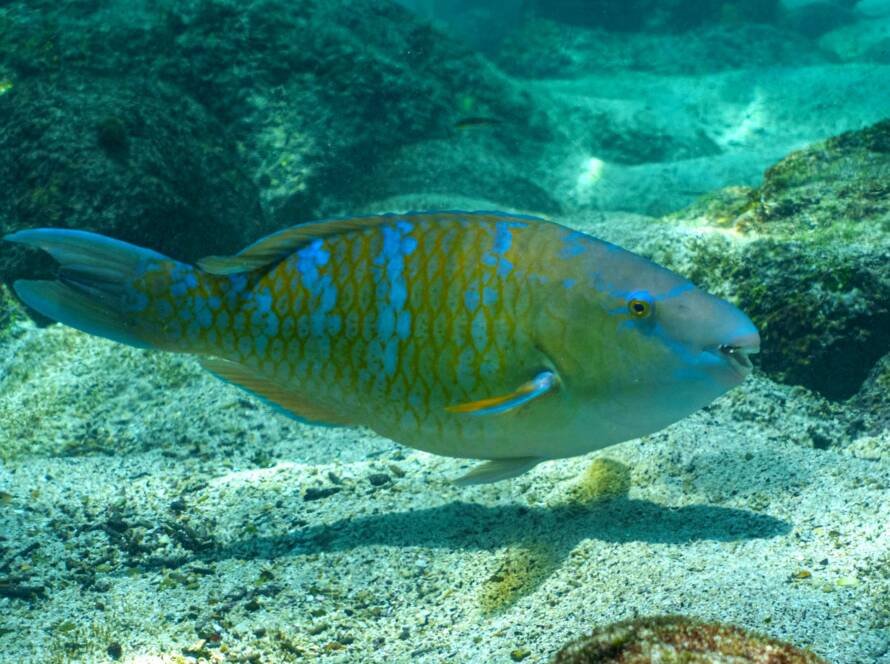 pez loro de barra azul